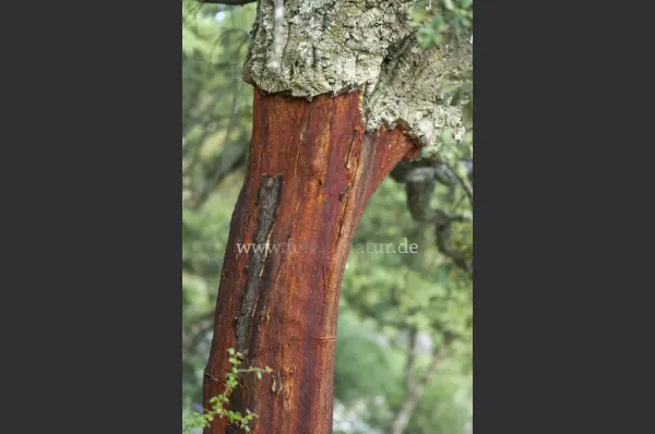 Fokus-Natur Bild