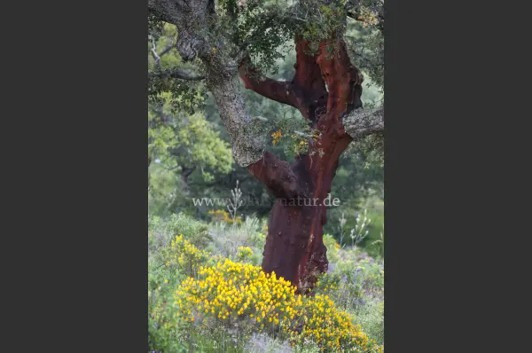 Fokus-Natur Bild