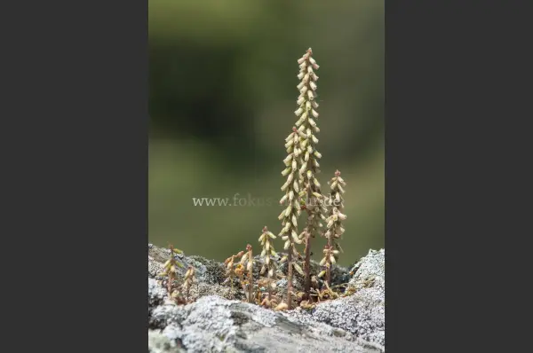 Fokus-Natur Bild