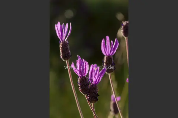 Fokus-Natur Bild