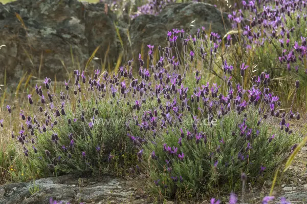 Fokus-Natur Bild