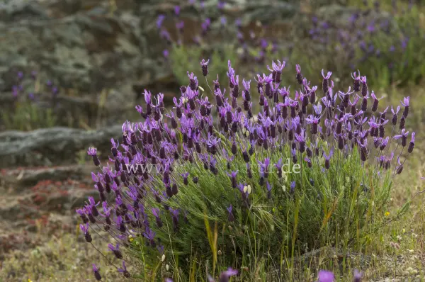 Fokus-Natur Bild