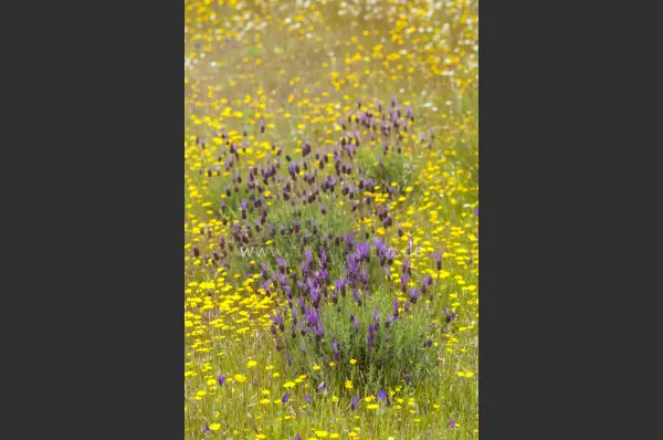 Fokus-Natur Bild