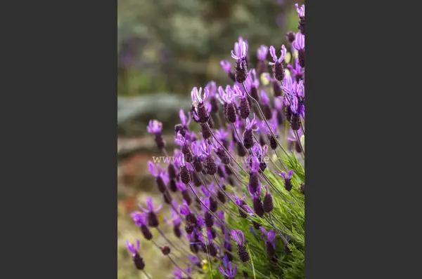 Fokus-Natur Bild