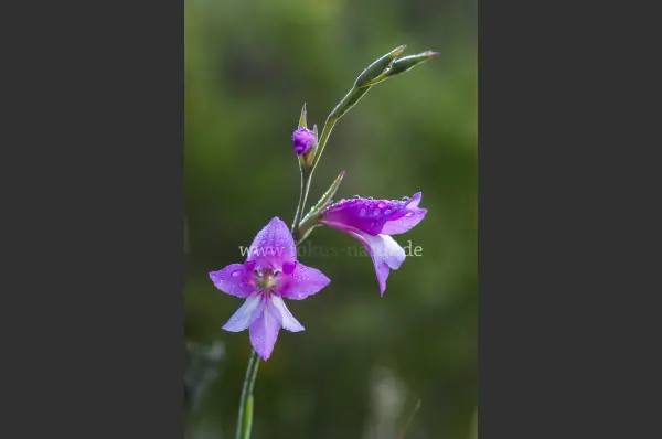Fokus-Natur Bild