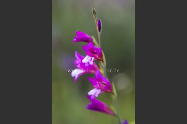 Fokus-Natur Bild