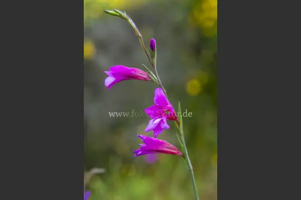 Fokus-Natur Bild