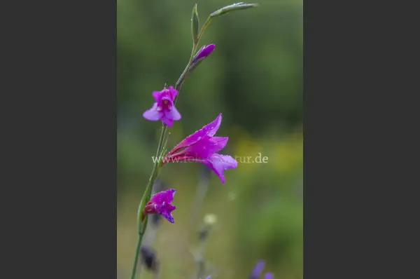 Fokus-Natur Bild