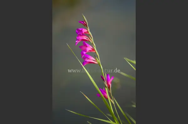 Fokus-Natur Bild