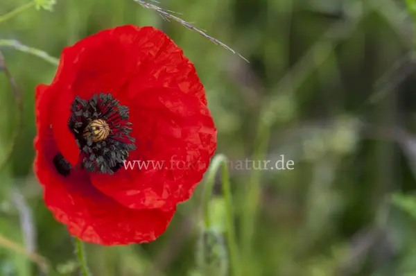Fokus-Natur Bild