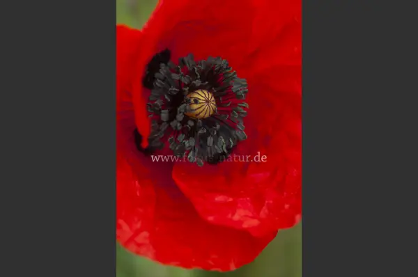 Fokus-Natur Bild