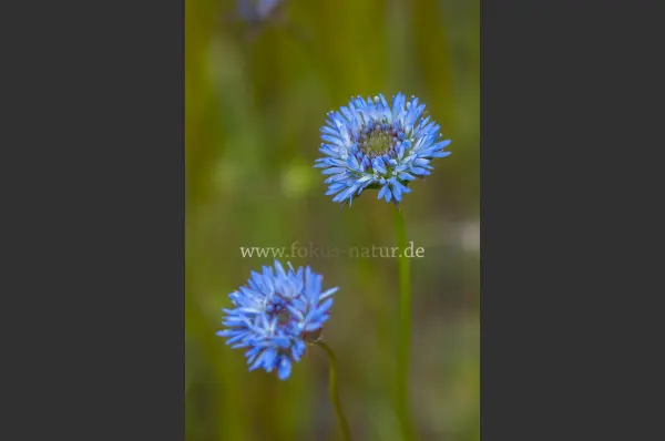 Fokus-Natur Bild
