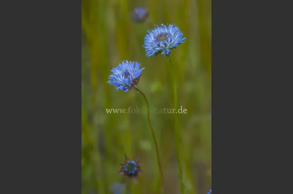 Fokus-Natur Bild