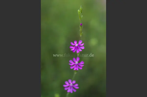 Fokus-Natur Bild