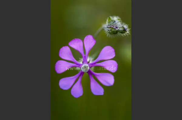 Fokus-Natur Bild