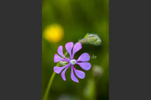 Fokus-Natur Bild