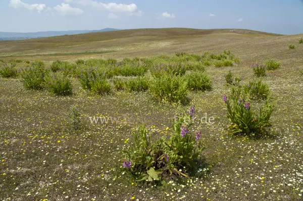 Fokus-Natur Bild