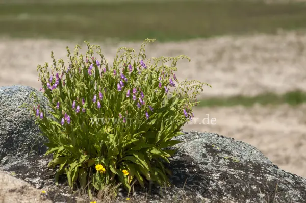 Fokus-Natur Bild