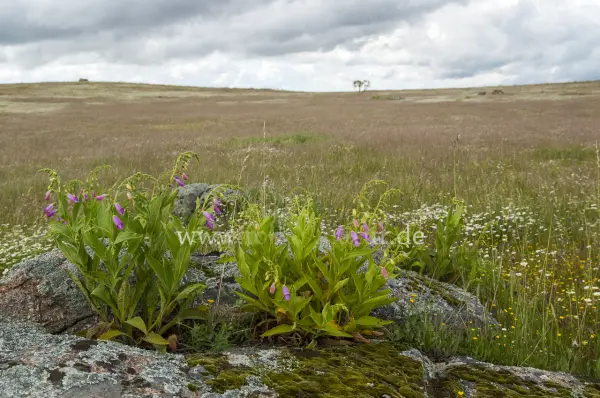 Fokus-Natur Bild