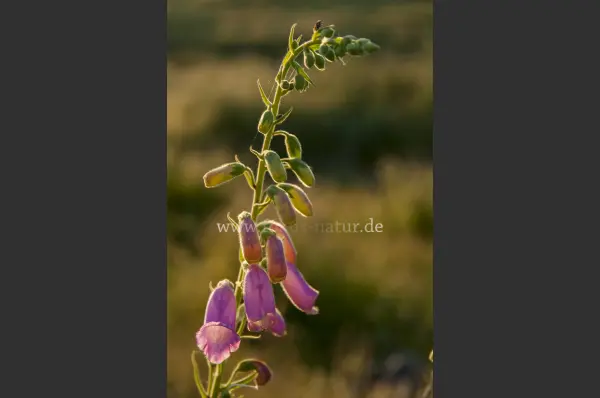 Fokus-Natur Bild