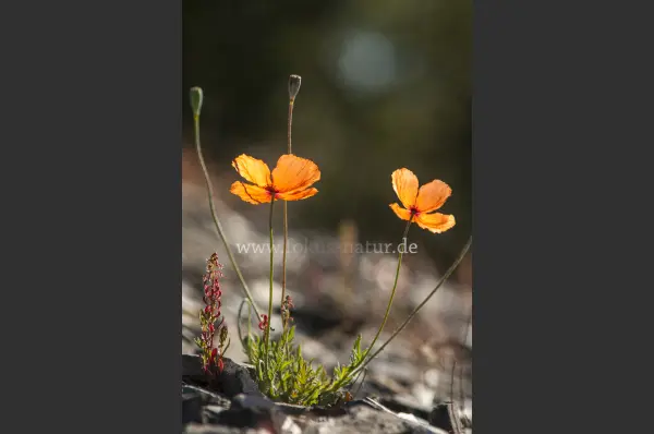 Fokus-Natur Bild