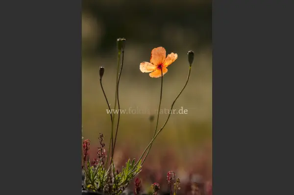 Fokus-Natur Bild