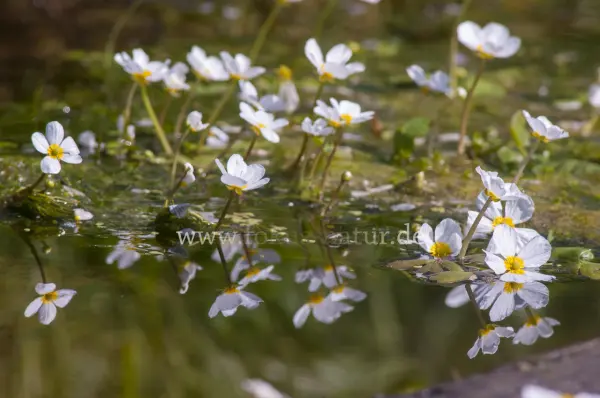 Fokus-Natur Bild