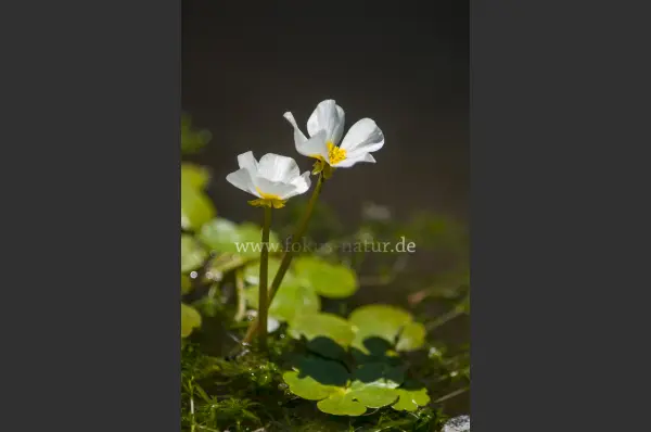 Fokus-Natur Bild