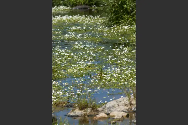 Fokus-Natur Bild