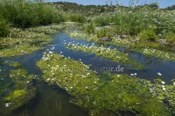 Fokus-Natur Bild
