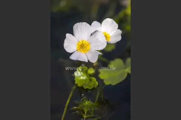Fokus-Natur Bild