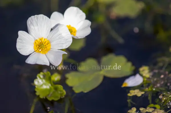 Fokus-Natur Bild
