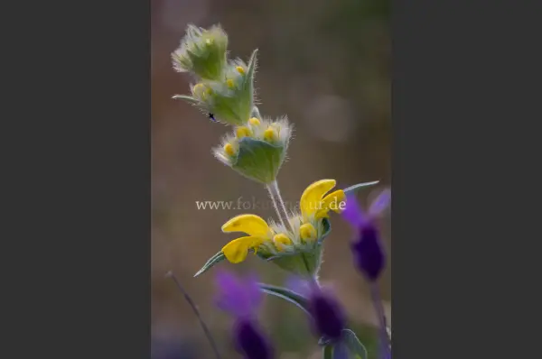 Fokus-Natur Bild