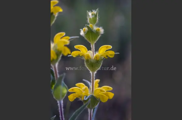 Fokus-Natur Bild