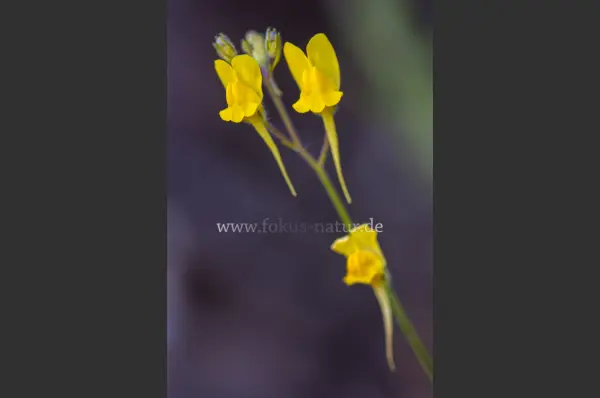 Fokus-Natur Bild