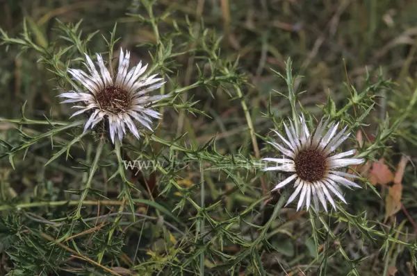 Fokus-Natur Bild