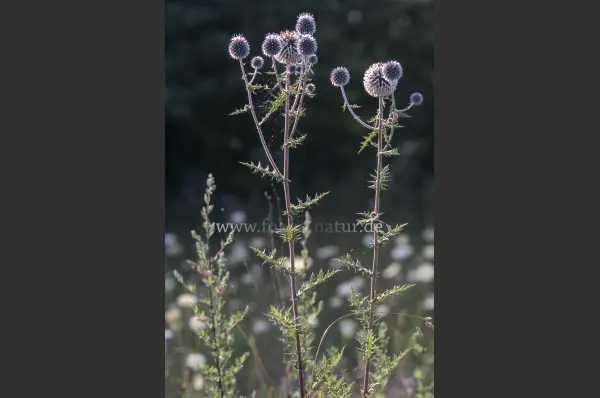Fokus-Natur Bild