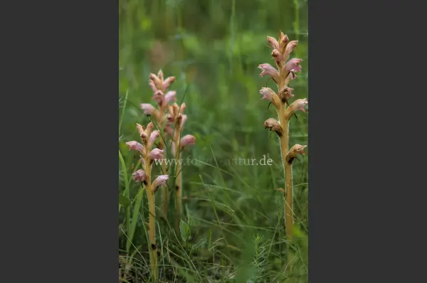Fokus-Natur Bild