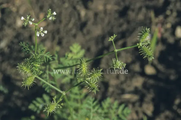Fokus-Natur Bild