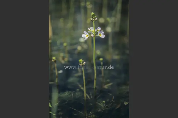 Fokus-Natur Bild