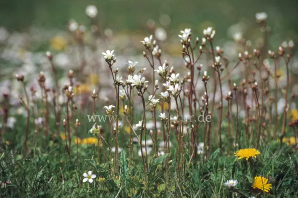 Fokus-Natur Bild