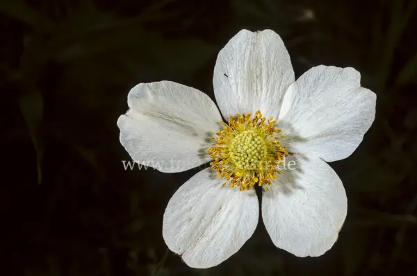 Fokus-Natur Bild