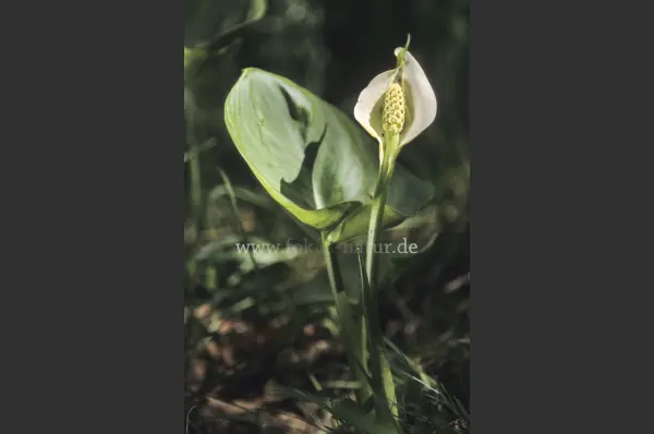 Fokus-Natur Bild