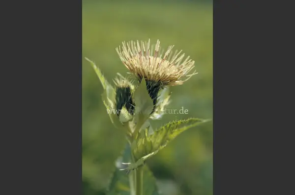 Fokus-Natur Bild
