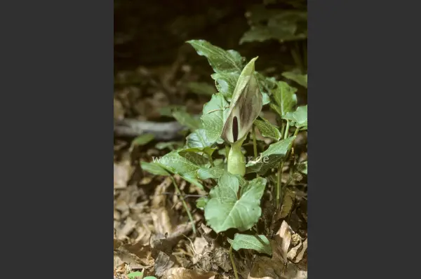 Fokus-Natur Bild