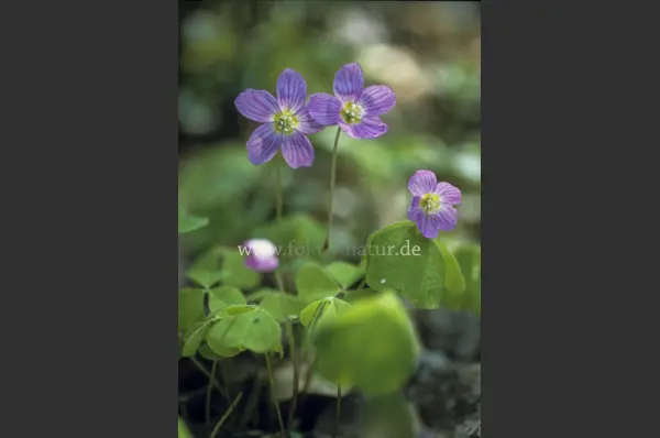 Fokus-Natur Bild