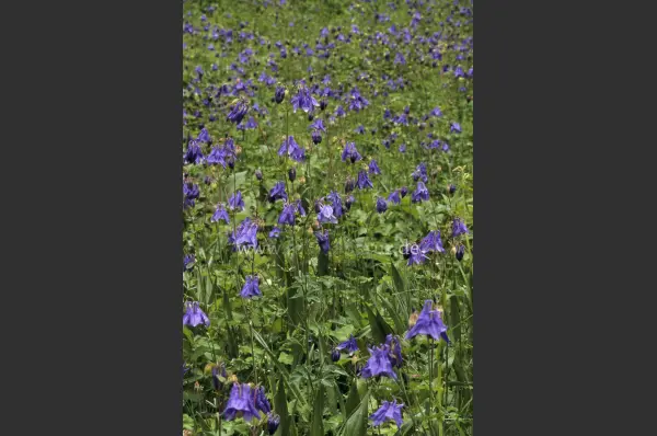 Fokus-Natur Bild