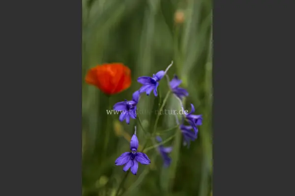 Fokus-Natur Bild