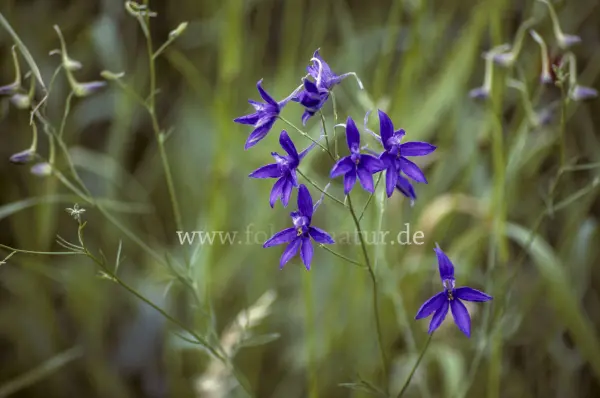 Fokus-Natur Bild