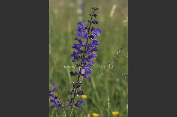Fokus-Natur Bild